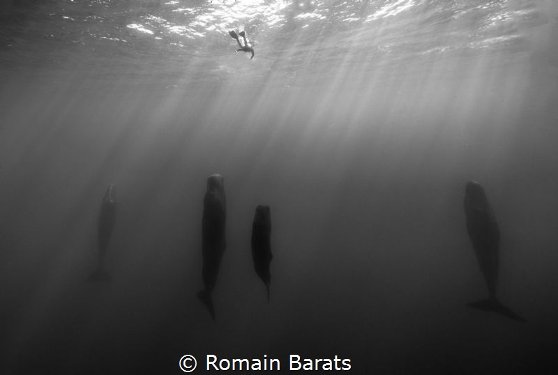 a lonely freediver and some spermwhale having a rest by Romain Barats 