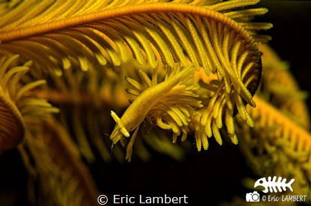 Beauty of the yellow by Eric Lambert 