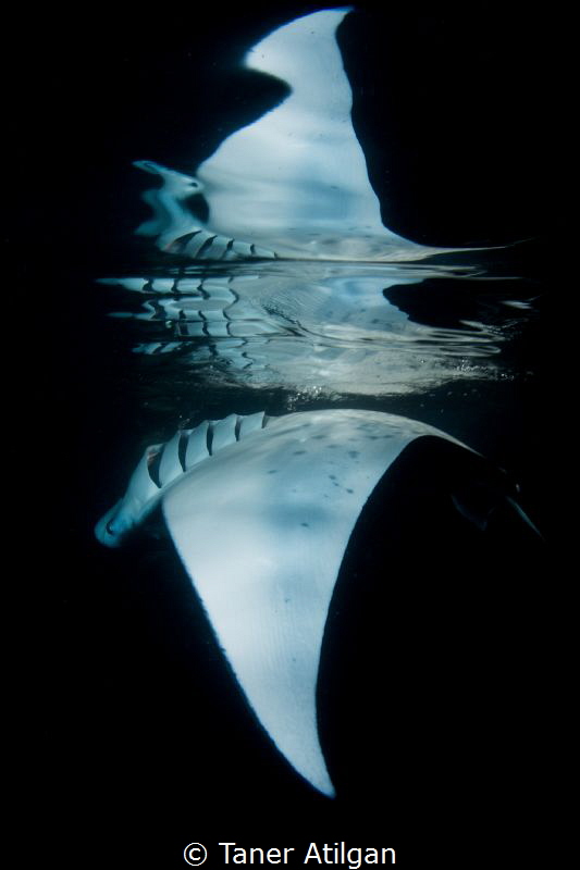 Layers - Last manta reflection of the year, I hope you en... by Taner Atilgan 