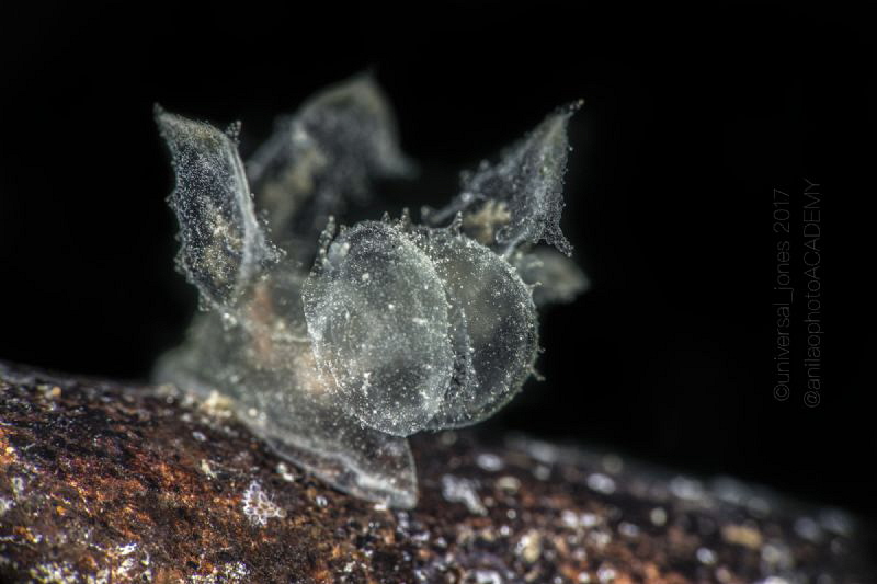 Melibe sp. by Wayne Jones 