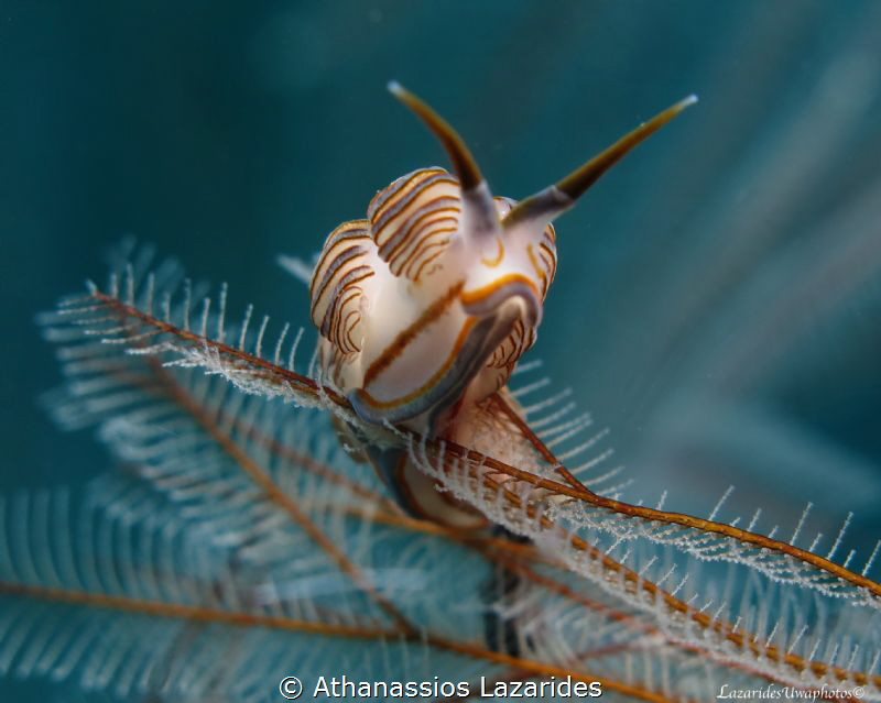 Doto greenamyeri by Athanassios Lazarides 