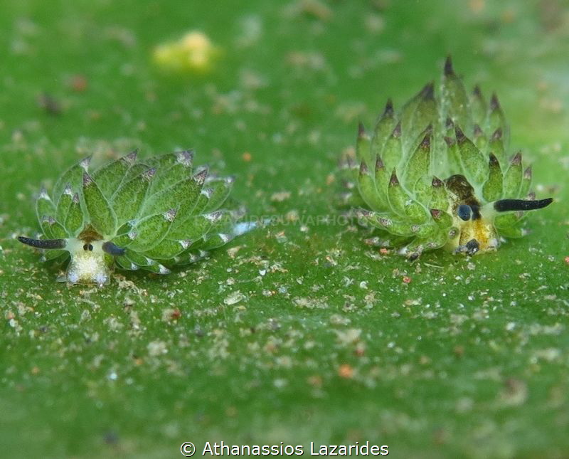 Costasiella spp by Athanassios Lazarides 