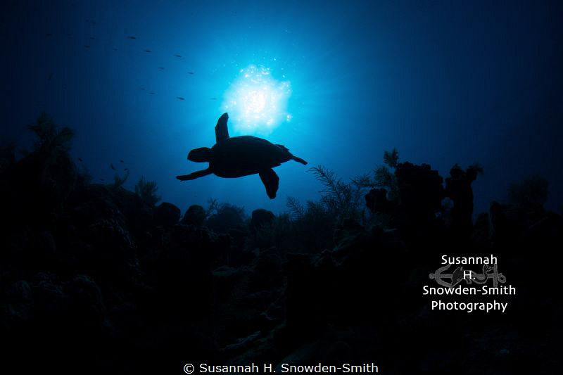 "Icarus" - In early morning light, a hawksbill turtle is ... by Susannah H. Snowden-Smith 