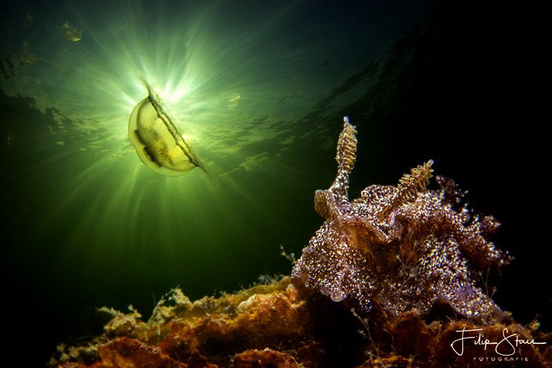 Goniodoris castanea, double exposure inside the camera, Z... by Filip Staes 