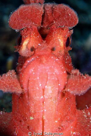 Very Red by Iyad Suleyman 