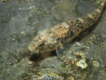 Always around. Small goby... by Eduard Bello 