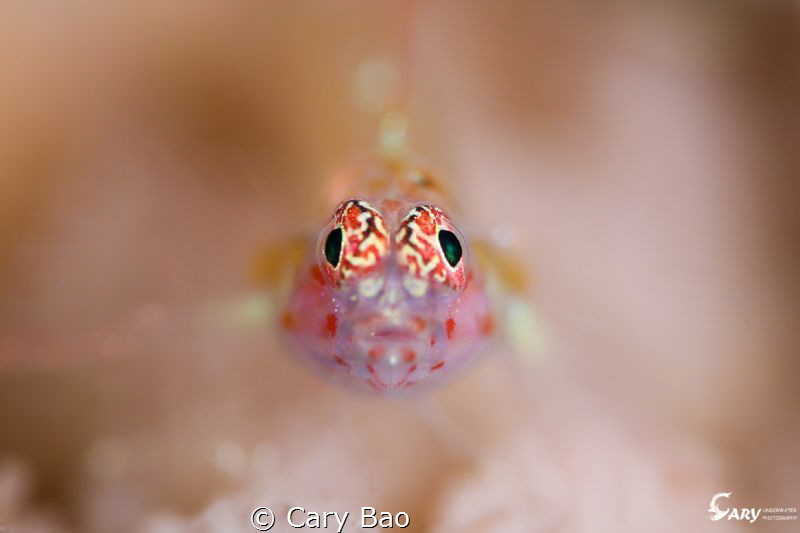 Goby by Cary Bao 