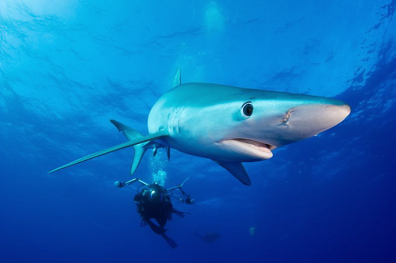 Blue shark by Tracey Jennings 