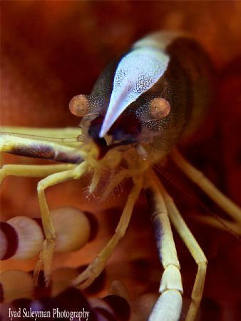 Brock's Urchin Shrimp on Fire Urchin
- Extreme Super Mac... by Iyad Suleyman 