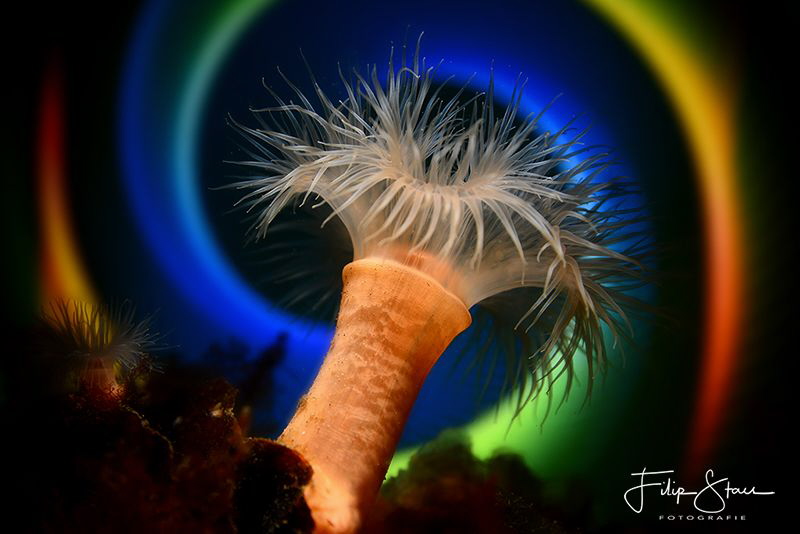 Small snakelocks anemone (Sagartiogeton undatus), Zeeland... by Filip Staes 