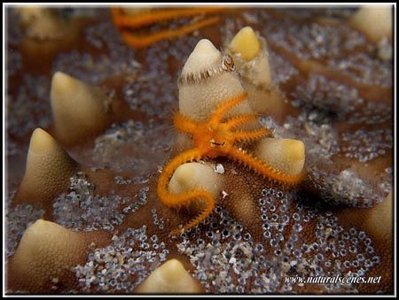 Two small starfish traveling on one big one. by Yves Antoniazzo 