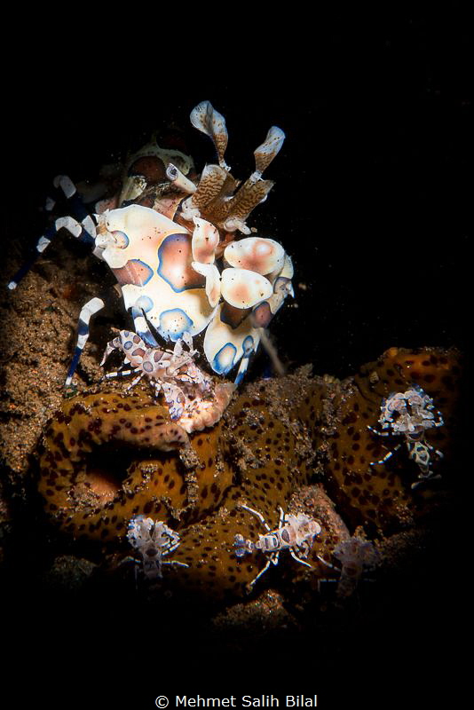 Harlequin shrimp family. by Mehmet Salih Bilal 