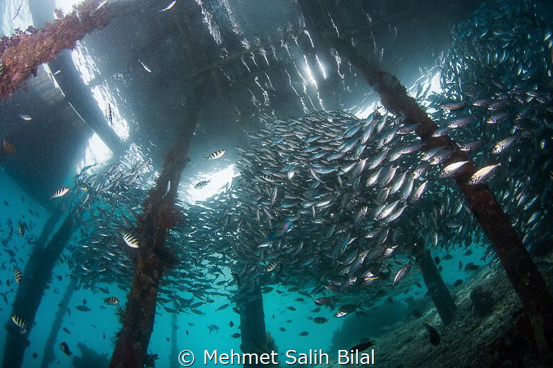 Under the Arborek Jetty. by Mehmet Salih Bilal 