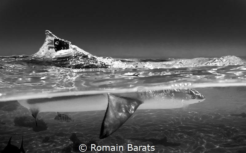 blacktip splitted by Romain Barats 