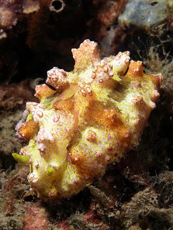 Bumpy nudibranch taken at Dili Rock with Olympus C-8080 by Nick Hobgood 