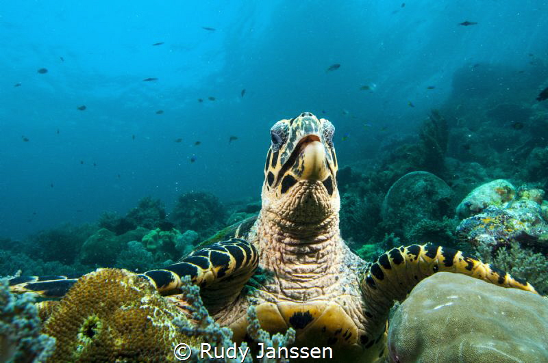 Turtle by Rudy Janssen 