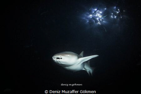 night dive on the spot light by Deniz Muzaffer Gökmen 