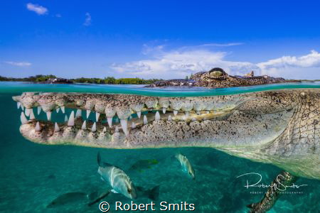 American Crocodile photographed at 16mm on Full Frame, no... by Robert Smits 