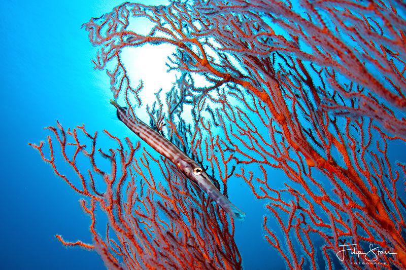 "Camouflage", Banda sea, Indonesia. by Filip Staes 