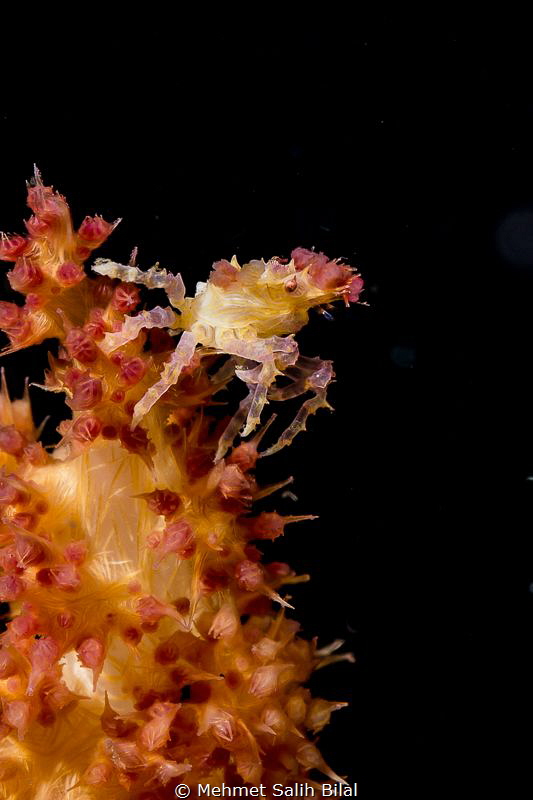Candy crab. by Mehmet Salih Bilal 