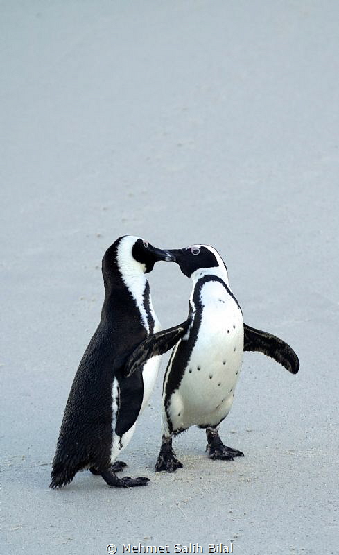 Romance. by Mehmet Salih Bilal 