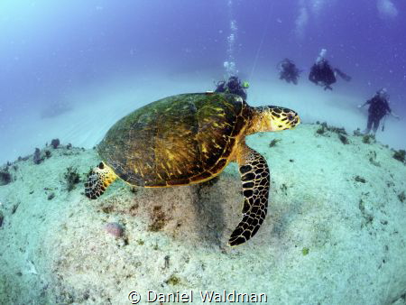 Picture taken at Punta Sur, Isla Mujeres by Daniel Waldman 