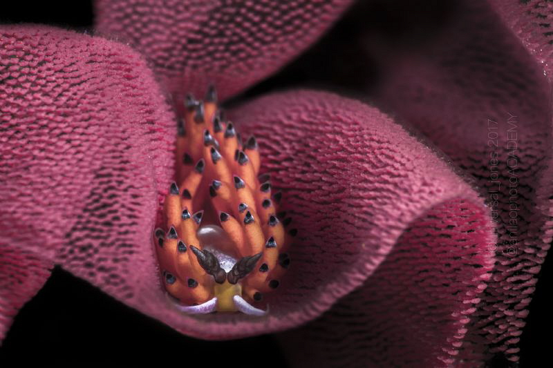 Favorinus tsuruganus by Wayne Jones 