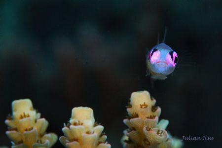 Pink Eye Goby by Julian Hsu 
