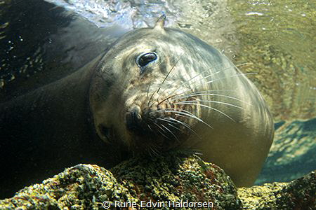 Portrait of a resting sea lion from Los Islotes, La Paz, ... by Rune Edvin Haldorsen 