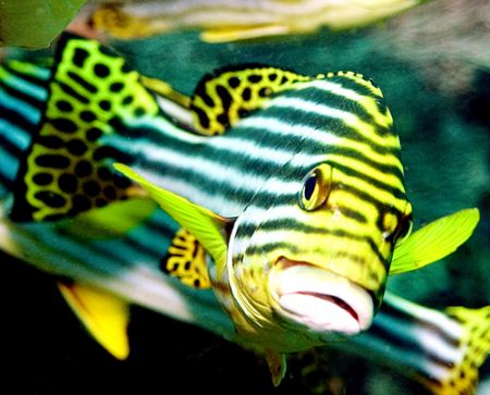 Sweetlips, Indonesia 2005 by Chris Wildblood 