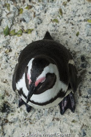 penguin resting

South Africa by Claudia Weber-Gebert 