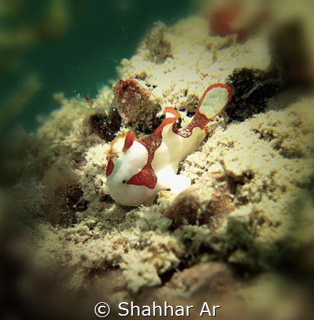 Sea Santa.. Ho Ho Ho, Merry Christmas! by Shahhar Ar 