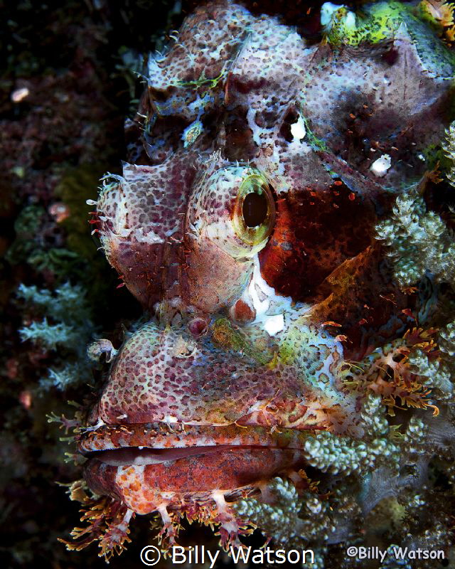 Scorpionfish are always a fun find.  The textures, endles... by Billy Watson 