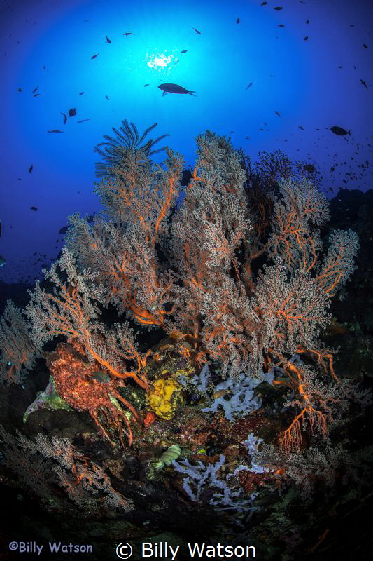 The Seas Flora and Fauna by Billy Watson 