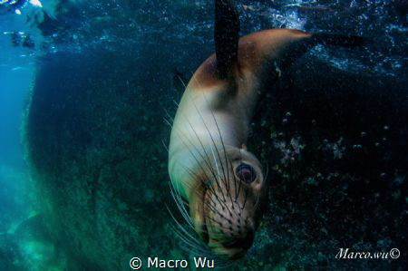 Curious baby sea lion by Macro Wu 