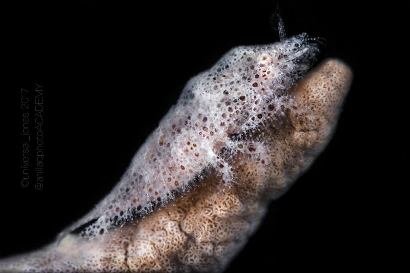 Gelastocaris paronae by Wayne Jones 