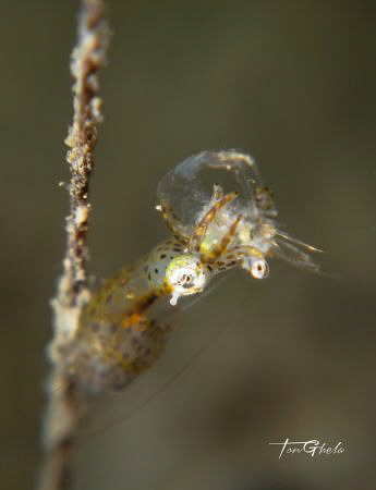 C A T C H
Pygmy Squid got the Shrimp... by Ton Ghela 