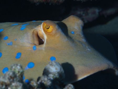 Blue spotted ray taken in Sharksbay with Olympus E300, by Nikki Van Veelen 
