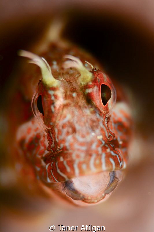 Blenny from Istanbul by Taner Atilgan 
