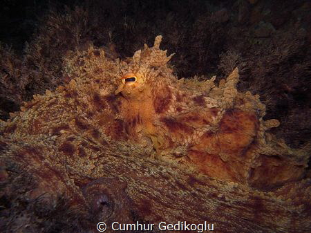 Octopus vulgaris
Brown camouflage by Cumhur Gedikoglu 