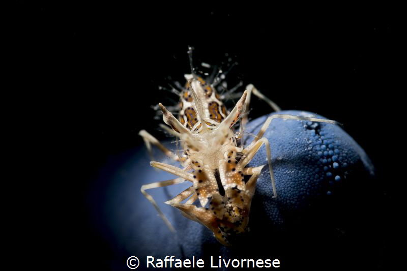 snooted tiger shrimp on blue seastar by Raffaele Livornese 