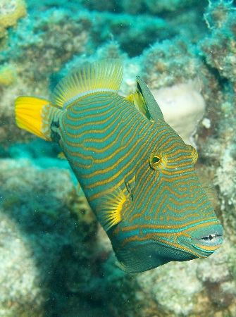 Orange striped triggerfish i used an olympus c60 by Anel Van Veelen 