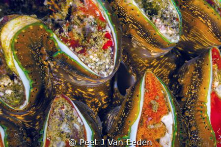 Giant Sea Clam- the legend is not true that it will drown... by Peet J Van Eeden 