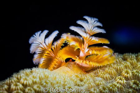 Merry Christmas to everyone! Hope you enjoy the holidays ... by Robert Smits 
