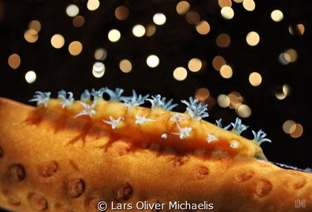 Merry Xmas!

compressed cowrie (Hiatavolva coarctata)
... by Lars Oliver Michaelis 