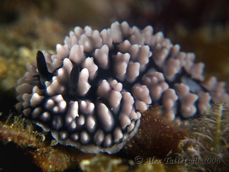 Another crinkley nudi in Taiwan....e900 macros 2xInon str... by Alex Tattersall 