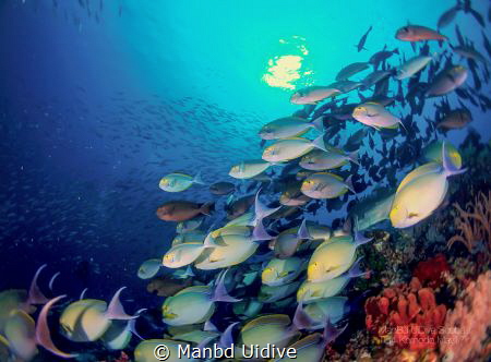 KOMODO
Grand Komodo by Manbd Uidive 