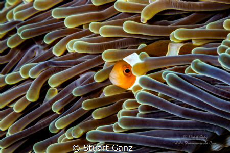 Clown in Anemone by Stuart Ganz 