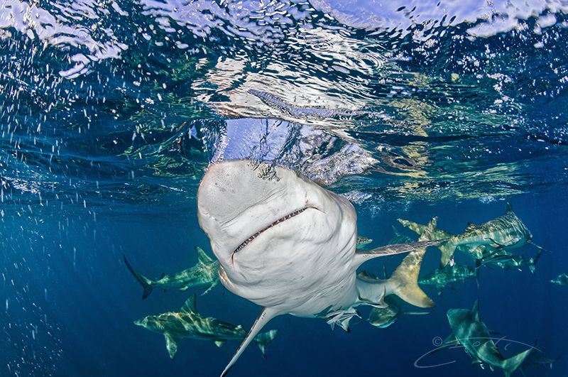 ~ The Grin ~ by Geo Cloete 