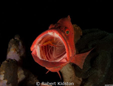 Cleaner Shrimp in Grouper
www.kidstonphotography.com by Robert Kidston 